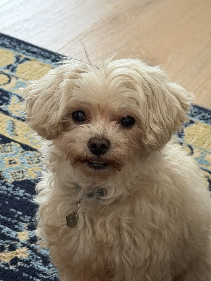 Link, a cream-colored malipoo